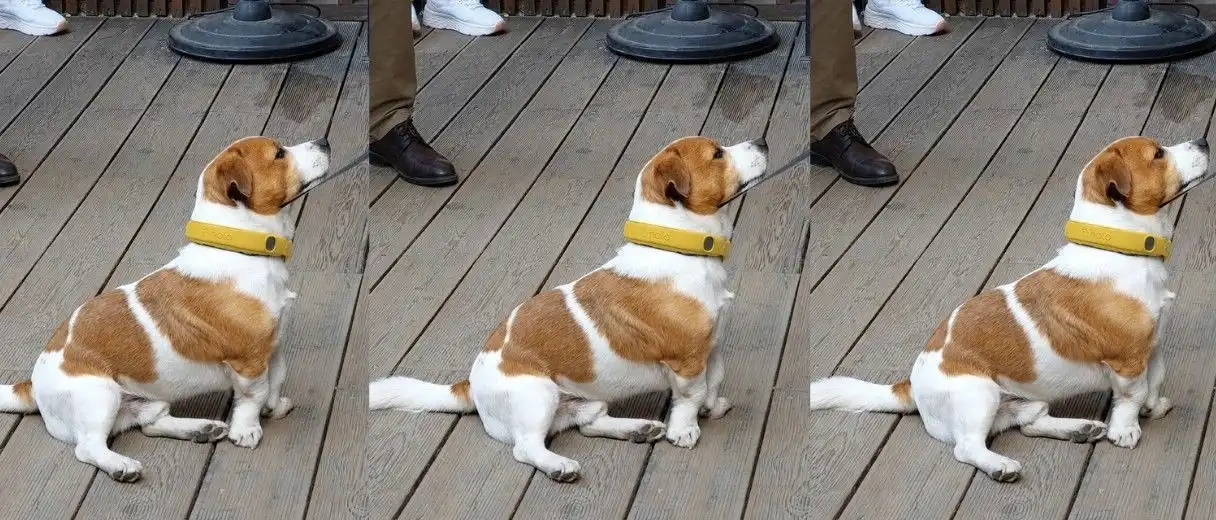 Is Halo Collar a Good Fit for Active Dogs and Busy Pet Parents?